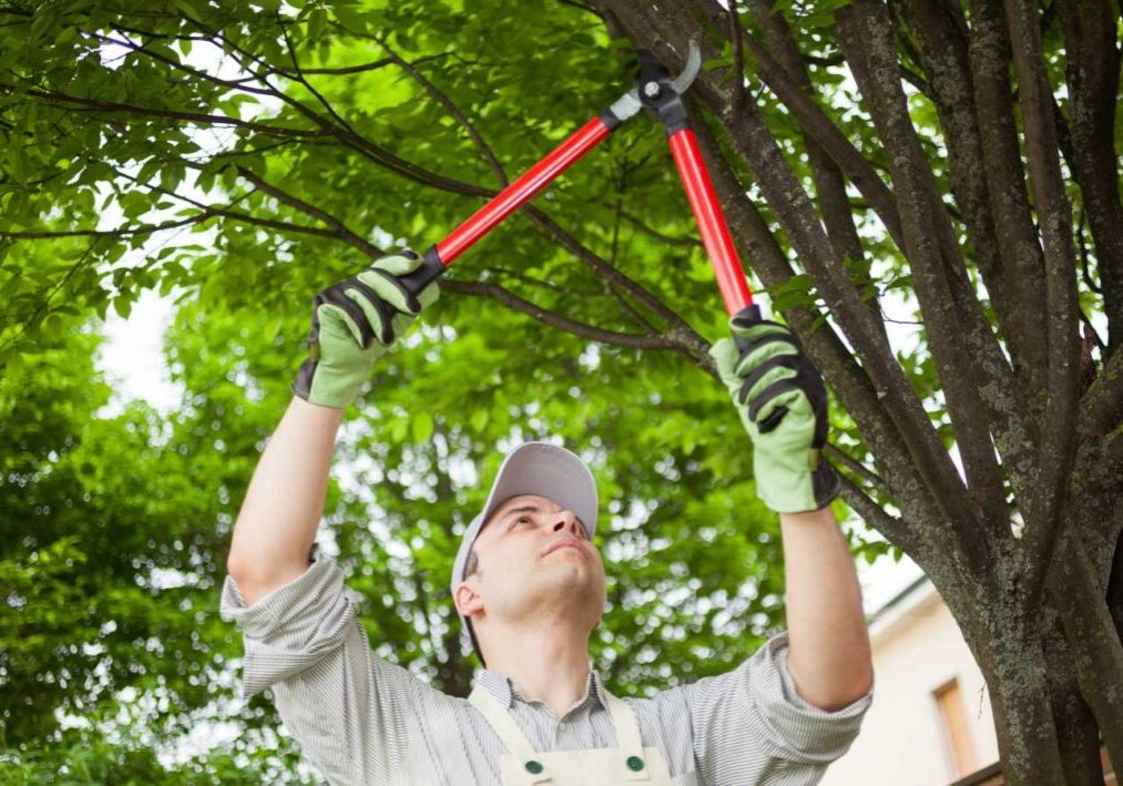 Importance of Tree Trimming for Roofing Maintenance Stockton